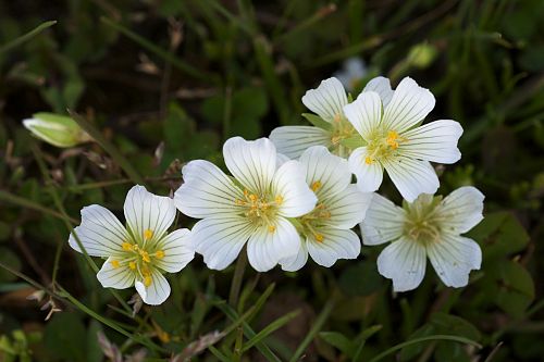 Limnanthes floccosa